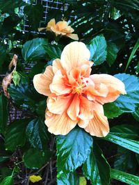 Close-up of fresh wet flower blooming outdoors