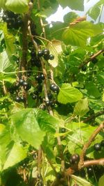 Close-up of insect on plant