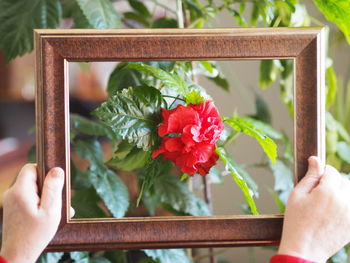 Close-up of person hand holding red flowering plant