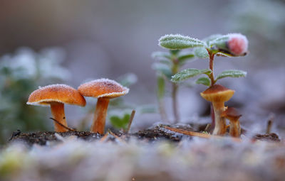 Close-up of frozen mushroom growing on field