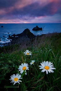 View of flowering plants by sea against sky