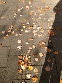 Fallen leaves on street