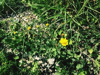 Yellow flowers growing in garden