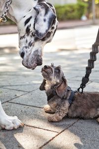 Big dog smelling the little dog