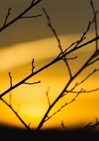 Close-up of branches