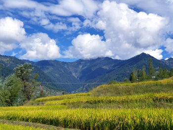 Scenic view of field against sky