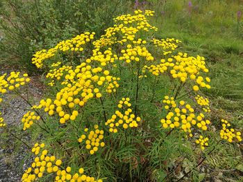 Yellow flowers blooming outdoors