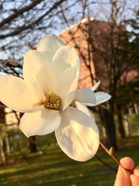 Close-up of white flower on branch