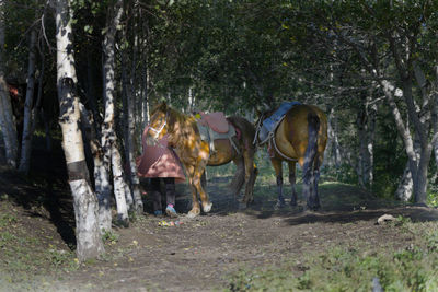 Horse in park