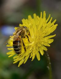 Close-up of bee pollinating on yellow flower