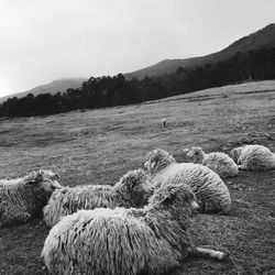 View of sheep on field against sky