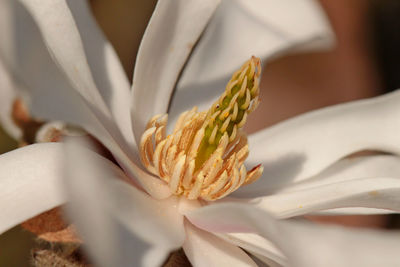 Close-up of flower