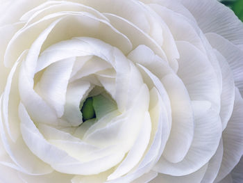 Close-up of white rose
