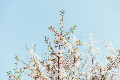 Low angle view of cherry blossoms in spring