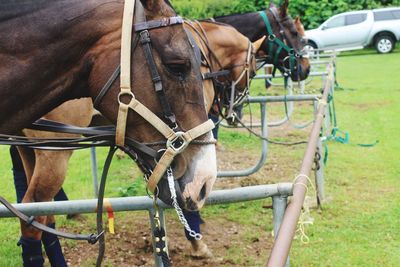 Horse cart on field