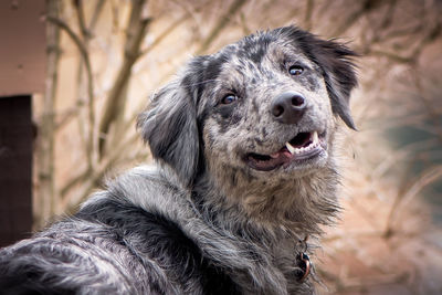 Close-up portrait of dog