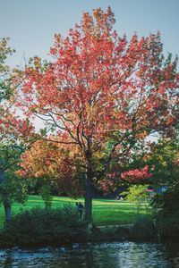 Trees growing in park