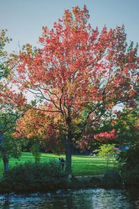 Trees growing in park