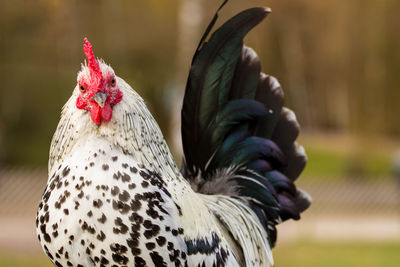 Close-up of rooster