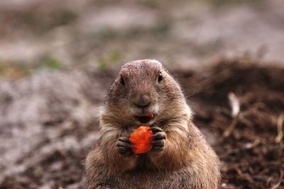 Close-up of squirrel eating food on land