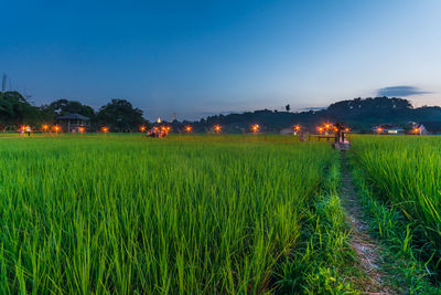 Footpath in rice paddy field against sky