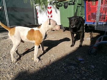 Dog with dogs in background