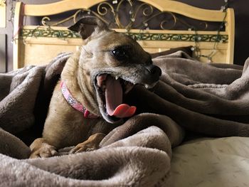 Close-up of dog relaxing at home