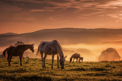 Horses grazing on field against sky during sunset