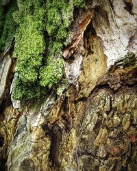 Full frame shot of tree trunk