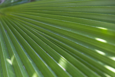 palm leaf