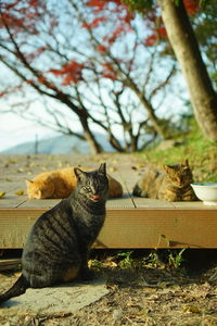 Cats living in hachimanyama observatory against the background of autumn leaves