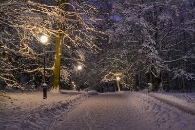 Snow covered trees at night