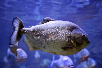 Close-up of fish swimming in aquarium