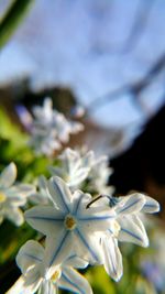 Close-up of white flowers blooming outdoors