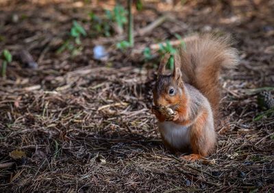 Close-up of squirrel on rock