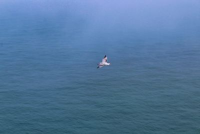 Seagull flying over sea