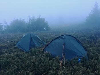 Trees in foggy weather