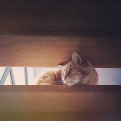 Portrait of cat sitting on table