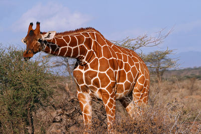 Horse standing in a field