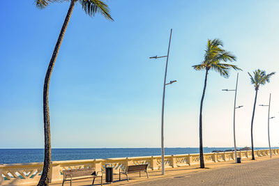 Oceanic avenue on city of salvador with ocean and palm trees