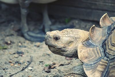 Close up of an animal