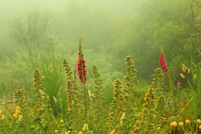 Scenic view of flowering plants on field