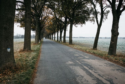 Empty road along trees