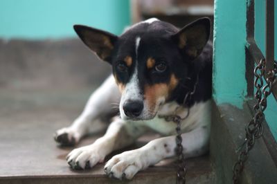 Portrait of dog resting outdoors