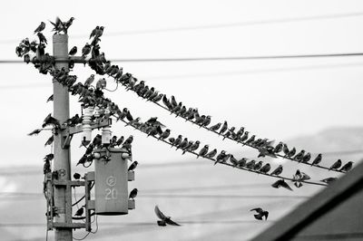 Close-up of birds on wire against sky