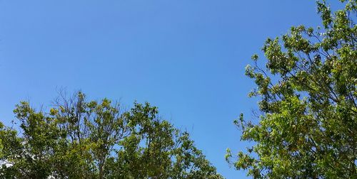 Low angle view of trees against blue sky