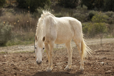 Beautiful unicorn horse nature