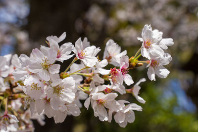 Close-up of white cherry blossoms