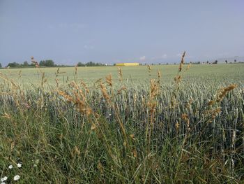 Scenic view of field against sky