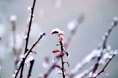 Close-up of frozen plant during winter